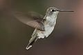 Black-chinned Hummingbird (female)