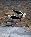 Djidjinak (Banded Stilt)