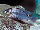 Haplochromis commutabilis