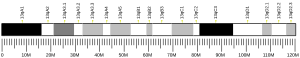 Chromosome 13 (mouse)