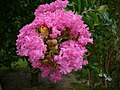 Crape myrtle