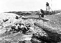 Excavación en la década de 1890 de un conchero de la cultura Ertebölliense en Limfjord, Dinamarca.