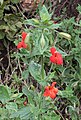 Mimulus cardinalis, stem, flowers, leaves