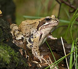 Grasfrosch (von Jörg Hempel)