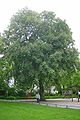 rode paardenkastanje (Aesculus carnea)