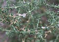 Tumbleweed, detail of green branches & flowers