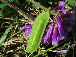 (Vicia villosa)