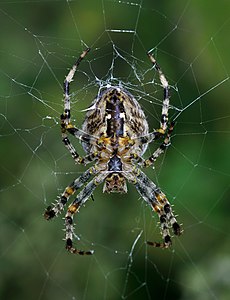 Araneus diadematus (European Garden Spider)