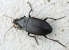 Calathus luctuosus01.jpg