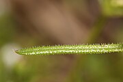 Closeup of G. aparine leaf. Note the hooked barbs used to climb over substrate.