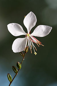 Gaura lindheimeri, by JJ Harrison