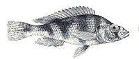 Haplochromis percoides