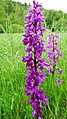 Orchis mascula Germany - Moosalbtal (bei Völkersbach)