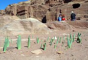 Drimia maritima bulbs in Petra in early December (2010)