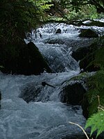 Waterval tijdens de Te Waihou Walkway.