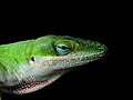 Carolina Anole