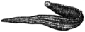 Leech Hirudo medicinalis