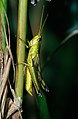 Große Goldschrecke (Chrysochraon dispar), Männchen