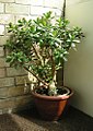 Jade plant