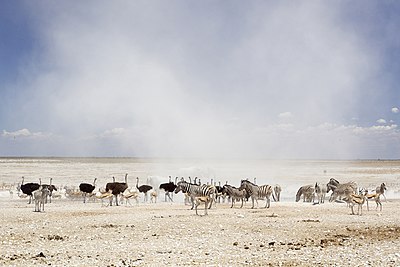 Stofwolk by die Nebrownii-watergat in die Nasionale Etoshawildtuin, Namibië.