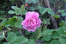 Gole Muhammadi (Rose flower)