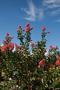 'Comanche' cultivar in bloom