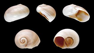 Neverita josephinia (Josephine's Moon Snail), Shell