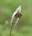 * Nomination Open wing Nectaring of Parnara guttatus (Bremer & Grey, 1852) - Straight Swift WLB --Sandipoutsider 10:33, 9 September 2024 (UTC) * Decline Insufficient quality. Many artifacts due to oversharpening and the main subject is very small. If you crop this to a reasonable size, neither resolution nor general sharpness is sufficient for a good A4 printout. --Smial 11:37, 9 September 2024 (UTC)