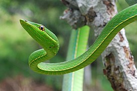 Блестящая остроголовая змея (Oxybelis fulgidus)