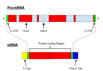 Pre-mRNA is spliced to form of mature mRNA.