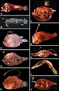 April 17: types of anglerfish