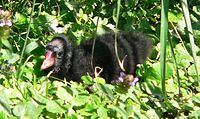 Chick, 1–2 weeks old