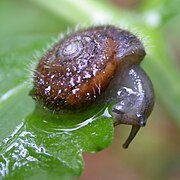 April 18: Trochulus villosus.