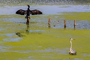 42. Platz: Neriidae Neu! mit Kormoran und Reiher in der Wagbachniederung bei Waghäusel