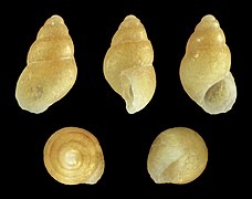 Barleeia tropica, shell, yellow form