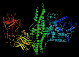 Botulinetoxine