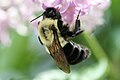 Bourdon fébrile Bombus impatiens