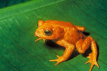 Golden toad