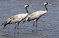 Adults at Khijadiya Bird Sanctuary, Gujarat, India