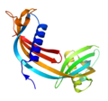 Human cystatin C dimer