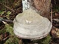 Fomes fomentarius