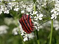 Streifenwanze (Graphosoma lineatum)