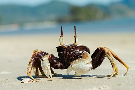 "Ocypode-ceratophthalma-horned-ghost-crab-krabi-thailand.jpg" by User:Rushenb