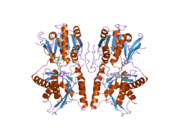 1yk1​: Struktura natriuretskog peptidnog receptora C u kompleksu sa moždanim natriuretsim peptidom