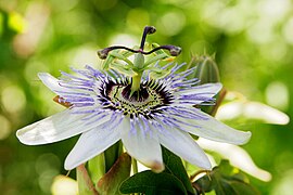 Bunga Passiflora