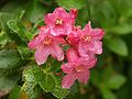 Rhododendron hirsutum