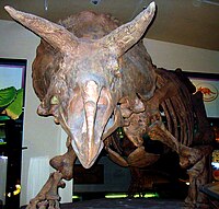 A fossil ceratopsian, which the Horng Fong is said to resemble