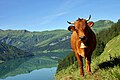 Vache tarine au-dessus du lac de Roselend.