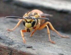 Самка Vespula squamosa