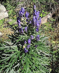 Aconitum napellus subsp. napellus